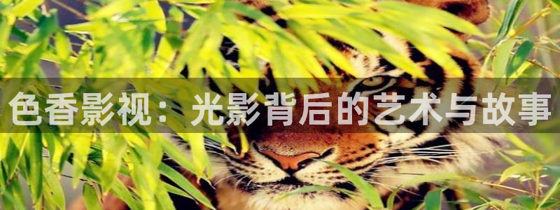 天龙影视2023
